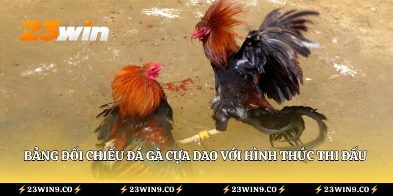 Bảng đối chiếu đá gà cựa dao với hình thức thi đấu cựa tròn