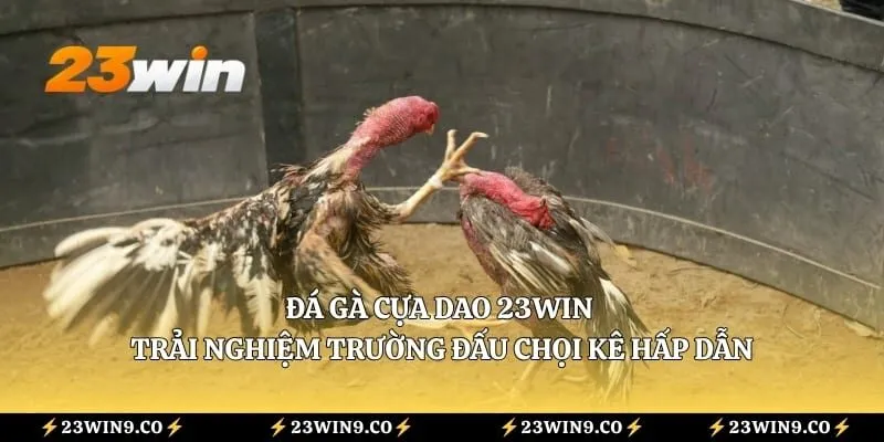 Đá Gà Cựa Dao 23WIN - Trải Nghiệm Trường Đấu Chọi Kê Hấp Dẫn