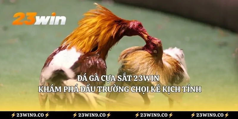 Đá Gà Cựa Sắt 23WIN - Khám Phá Đấu Trường Chọi Kê Kịch Tính