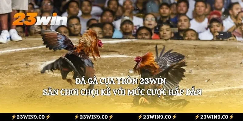 Đá Gà Cựa Tròn 23WIN - Sân Chơi Chọi Kê Với Mức Cược Hấp Dẫn