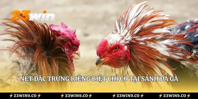 Nét đặc trưng riêng biệt chỉ có tại sảnh đá gà