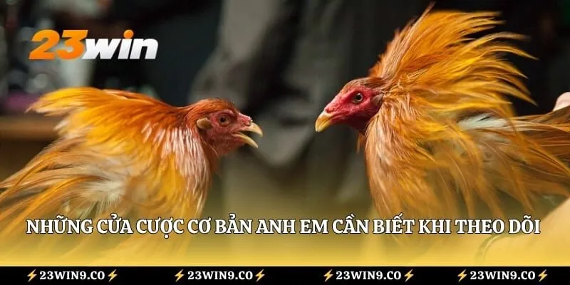 Những cửa cược cơ bản anh em cần biết khi theo dõi chiến kê thi đấu