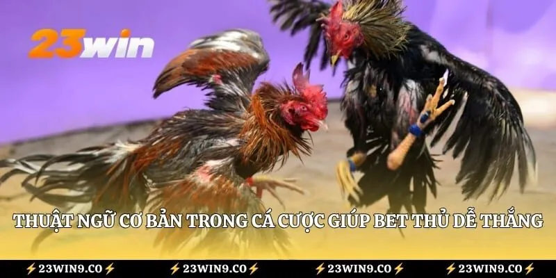 Thuật ngữ cơ bản trong cá cược giúp bet thủ dễ thắng