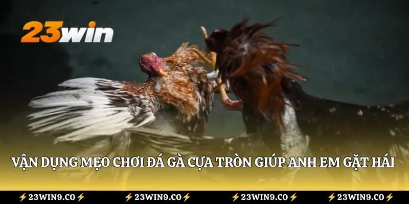 Vận dụng mẹo chơi đá gà cựa tròn giúp anh em gặt hái thành công